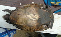 NE017 357 Dermatemys mawii.jpg