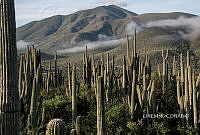 3R 00822 Cephalocereus tetetzo.tif