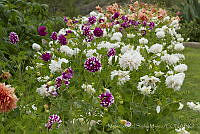 MASM06089 Dahlia pinnata.jpg