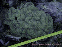 BFZ0025 Mussa angulosa.jpg
