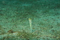 IDG1686 Opistognathus aurifrons.jpg