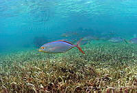JAO0128 Carangoides bartholomaei.tif