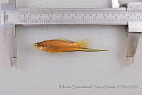 RQTG0887 Xiphophorus hellerii.jpg