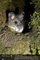 raton.jpg