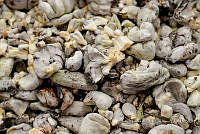 IMDOC Hong 0147 Ustilago maydis.jpg