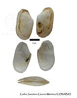 KT014 0380 Tellina hiberna.JPG