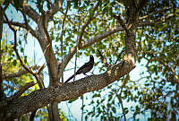 FBA0656 Quiscalus mexicanus.jpg