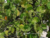 JF078 0153 Coccoloba uvifera.jpg
