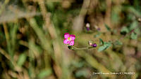 proy JF091 0285 Oenothera rosea.JPG