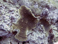 HPE151 Agaricia lamarcki.jpg