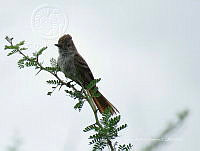 CAR 0016 Myiarchus cinerascens.jpg