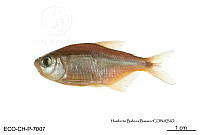 ME006 Peces 049 Astyanax altior.jpg