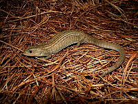 JLAL0013 Barisia imbricata.jpg