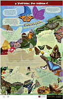 mariposas_yoreme.jpg