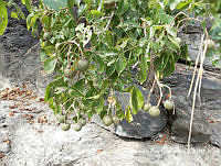 MRG-2018-76 Crateva tapia (MRG-25ene18-a).JPG