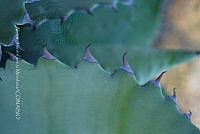 RG019 0259 Agave seemanniana.jpg