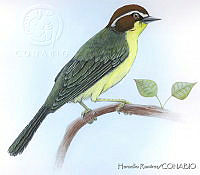 HR0001 Basileuterus rufifrons.jpg
