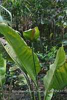 SG019 0372 Spathiphyllum cochlearispathum.jpg