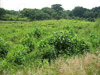 Teocintle 254 Zea perennis.jpg