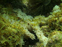 VDLCF0337 Callyspongia armigera.jpg