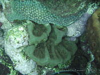 VDLCF0817 Geodia neptuni.jpg