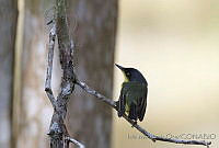 IMDOC0612 Todirostrum cinereum.jpg