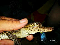 TE001 0071 Crocodylus acutus.jpg