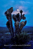 MCH004 Yucca sp..jpg