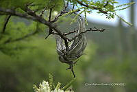 CAR 0063 Tillandsia recurvata.jpg
