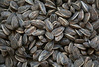 IMDOC2057 Semillas de girasol.jpg