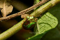 SM0563 Charidotella succinea.jpg