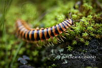 3R 01244 Apheloria virginiensis.jpg