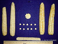 SinOPV260 Zea mays.jpg