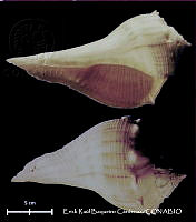 KT014 0435 Busycon candelabrum.JPG