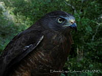 ELC0075 Chondrohierax uncinatus.jpg