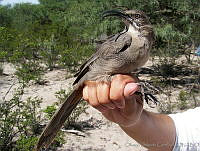 ODC0022 Toxostoma crissale.jpg