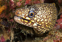 CCK0296 Muraena lentiginosa.jpg