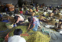 Agricultura Cafè 202jpg.jpg