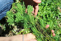 SG002 0195 Myriophyllum aquaticum.jpg