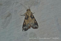 JCGM03045 Spodoptera sp..jpg