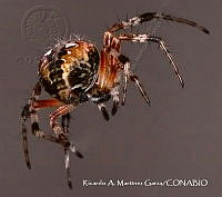 RAMGF 0019 Metepeira.jpg