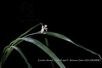 Atleq 0772 Neomarica variegata.jpg