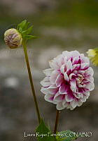 LRP1093 Dahlia pinnata.jpg