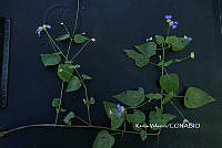 ME010 KV 02602 Salvia lasiocephala Hook. & Arn., 1838.JPG