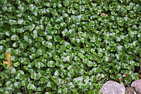 ZAPF0334 Eichhornia sp..jpg