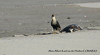 AAKVDH 0345 Caracara cheriway.JPG