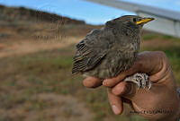 GECI L046 051 Sturnus vulgaris.JPG