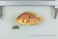 SGQ1859 Herichthys deppii.jpg