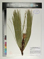 JAdNV0354 Pinus montezumae.JPG