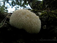 ONMV02 Hericium erinaceus.jpg